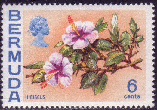Hibiscus