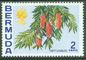 Bottlebrush