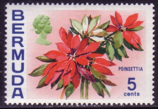 Poinsettia