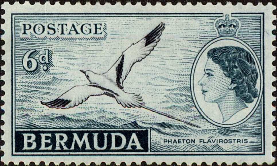 White-tailed Tropicbird (Phaethon lepturus)
