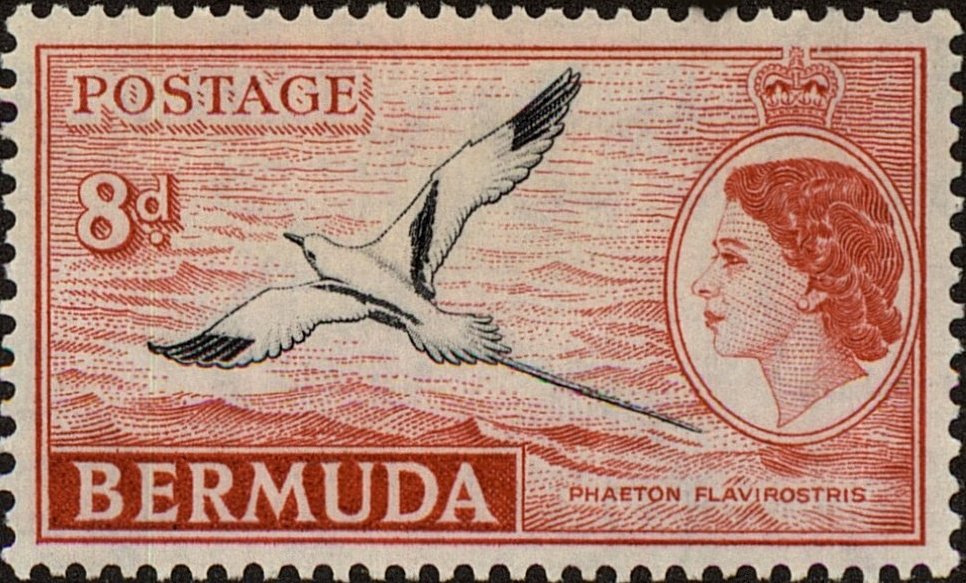 White-tailed Tropicbird (Phaethon lepturus)