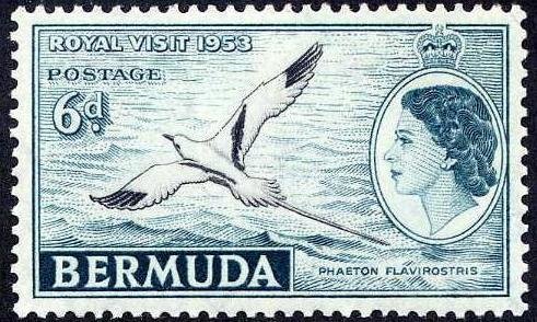 White-tailed Tropicbird (Phaethon lepturus)