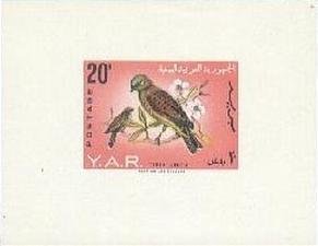 Yemen Linnet (Acanthis yemenensis)