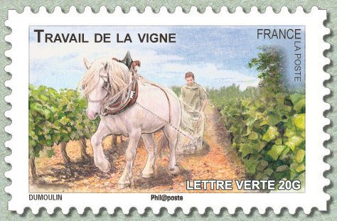 Horse (Equus ferus caballus) working in the Vineyard