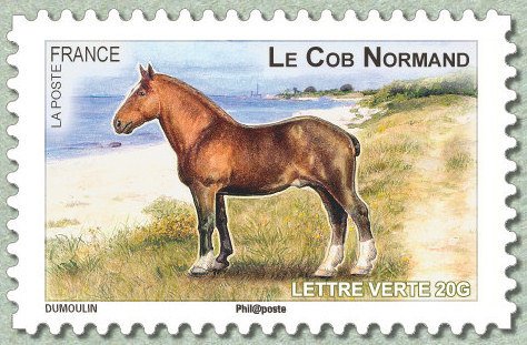 Norman Cob (Equus ferus caballus)