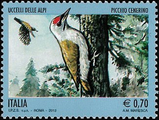 Grey-headed Woodpecker (Picus canus) 