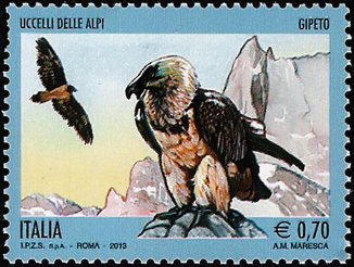 Bearded Vulture (Gypaetus barbatus)