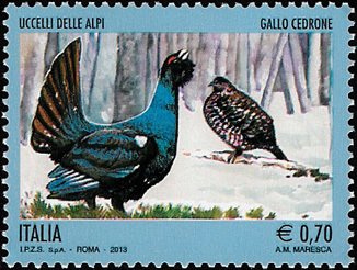 Western Capercaillie (Tetrao urogallus)