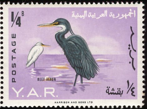 Western Reef Heron (Egretta gularis)  