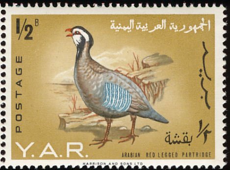 Arabian Partridge (Alectoris melanocephala) 