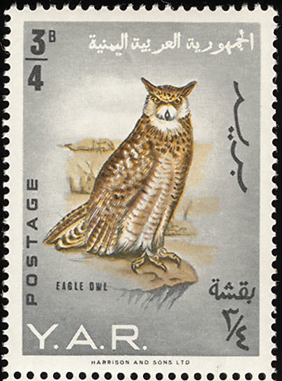 Arabian Spotted Eagle-Owl (Bubo africanus milesi)  