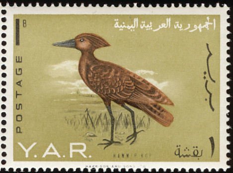 Hamerkop (Scopus umbretta)