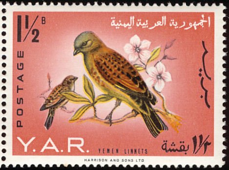 Yemen Linnet (Acanthis yemenensis) 