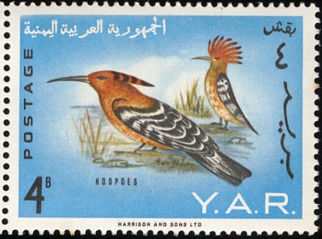 Eurasian Hoopoe (Upupa epops)