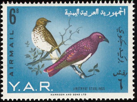 Violet-backed Starling (Cinnyricincius leucogaster)