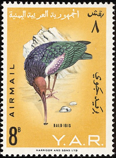 Northern Bald Ibis (Geronticus eremita) 