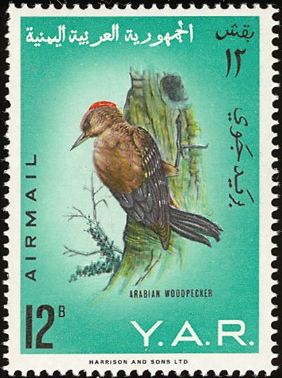 Arabian Woodpecker (Dendrocopus dorae)   