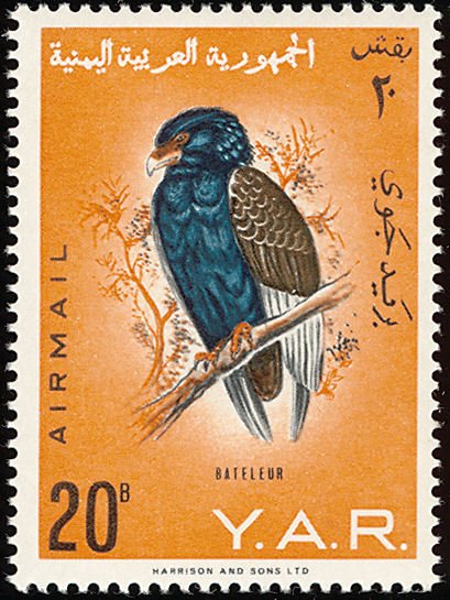 Bateleur Eagle (Terathopius ecaudatus)