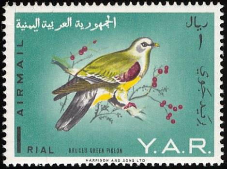 Bruce's Green Pigeon (Treron waalia) 