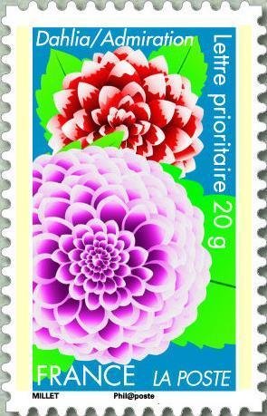 Dahlia = Admiration