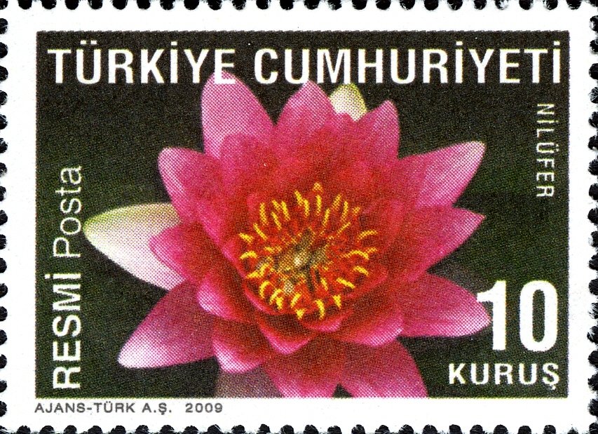 Lotus (Nymphaea alba var. rubra)