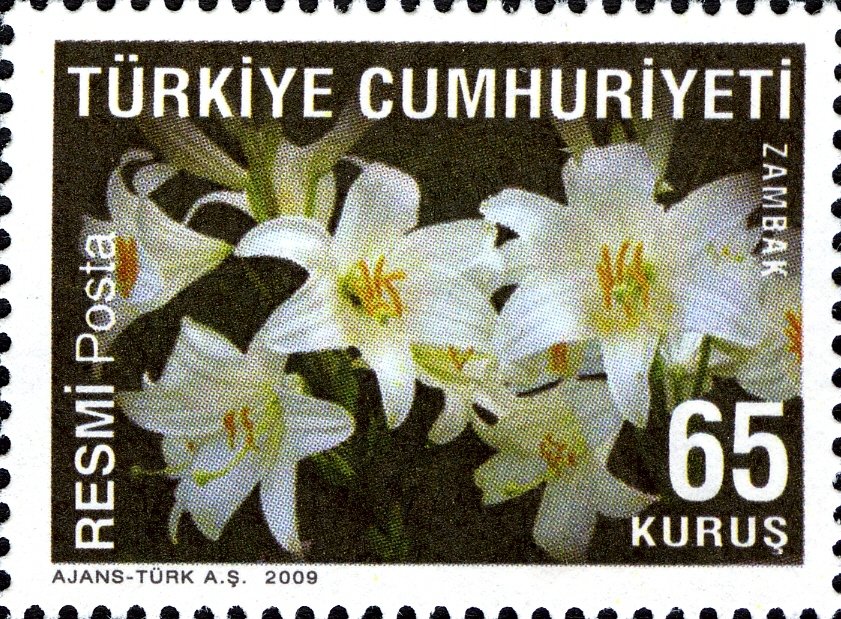 Lily