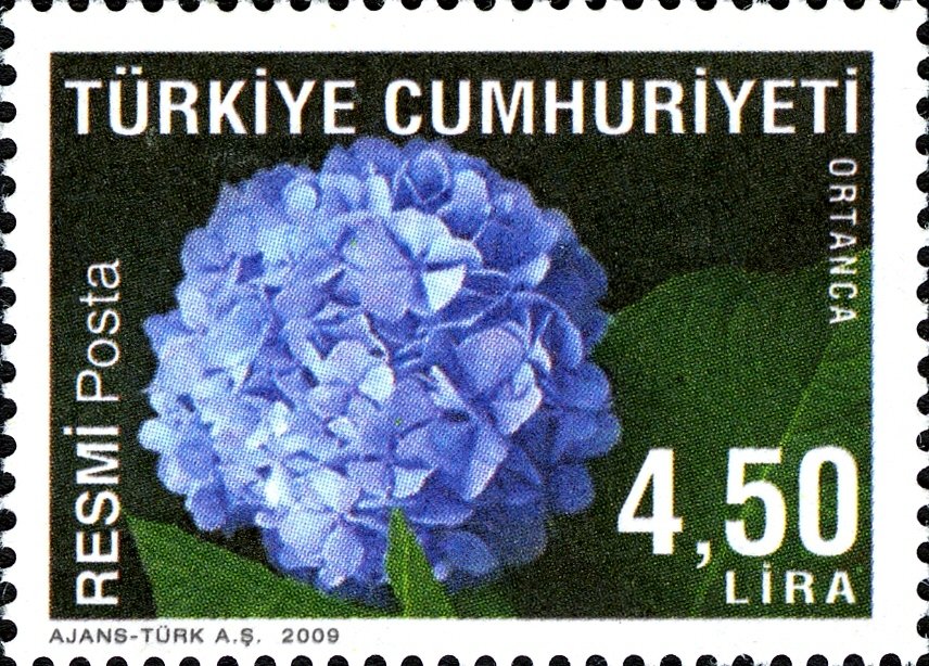 Hydrangea