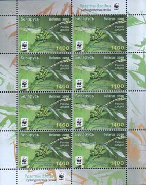 Green snaketail