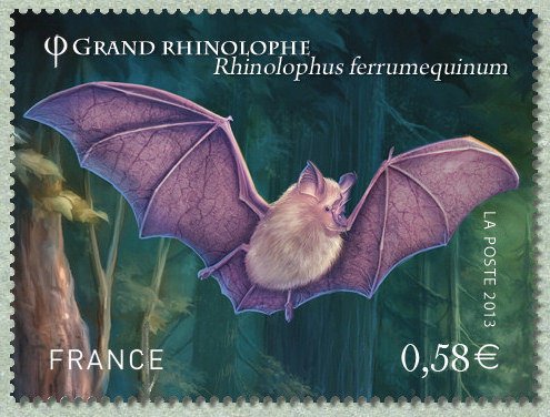 Greater Horseshoe Bat (Rhinolophus ferrumequinum)