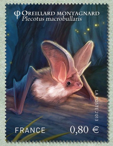 Alpine Long-eared Bat (Plecotus macrobullaris) 