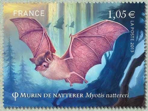 Natterer's Bat (Myotis nattereri) 