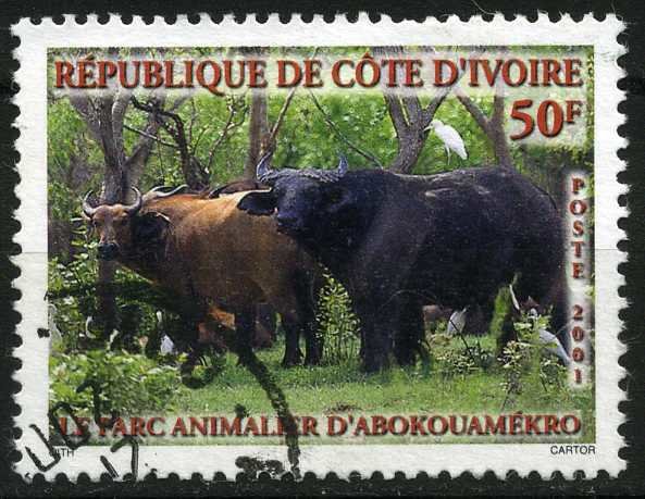 African Forest Buffalo (Syncerus caffer nanus)