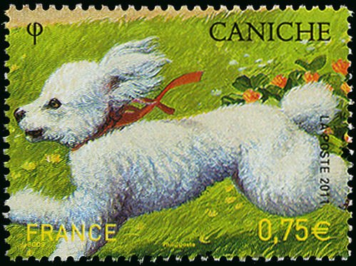 Poodle (Canis lupus familiaris)