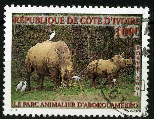 White Rhinoceros (Ceratotherium simum), Cattle Egret (Bubulc