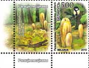 Clavariadelphus pistillaris