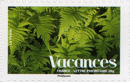 Fern