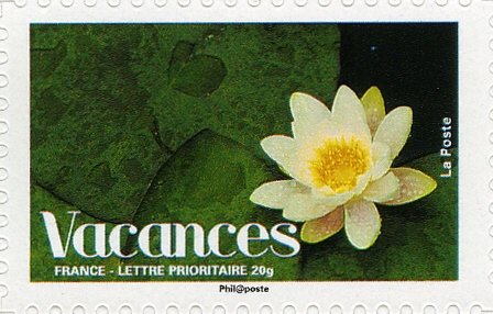 Lotus Flower (Nymphaea alba)