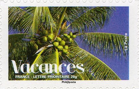 Coconut Palm