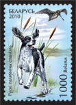 Russian spaniel
