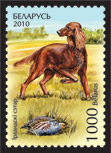 Irish setter