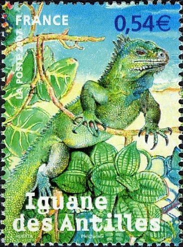 Lesser Antillean Iguana (Iguana delicatissima)