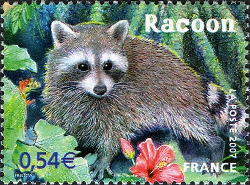 Raccoon