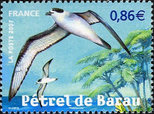 Barau's petrel (Pterodroma baraui)