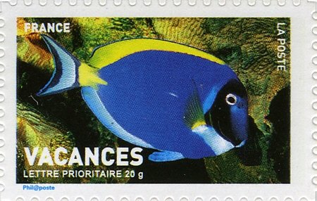 Powderblue Surgeonfish (Acanthurus leucosternon)