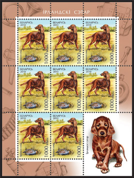 Irish setter