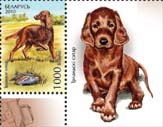 Stamp, Irish setter, Belarus,  
