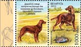 Stamp, Irish setter, Belarus,  