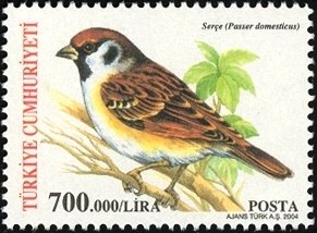 Eurasian Tree Sparrow (Passer montanus)