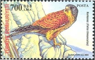 Common Kestrel (Falco tinnunculus)