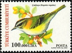Goldcrest (Regulus regulus)